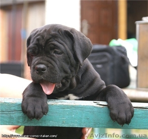 Щенки  Кане  Корсо #1112231