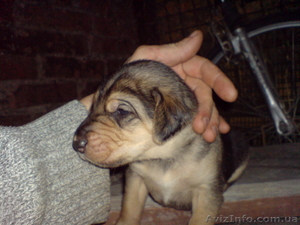 продам щенков русской гончей с документами от дипломированных родителей #1111877