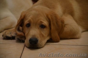 «Золотой ребенок» лабрадор ретривер шоу класса #1108872