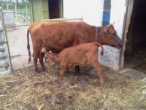 продам корову Херсонская обл,  Цюрупинский район село Костогрізово                #1109575