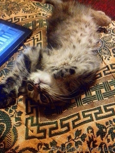 Котенок ищет хозяина #1110960