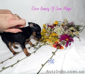 Щенки Русского тоя (той терьер) продажа #1111848