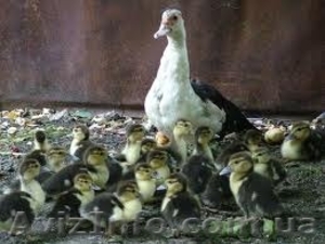 Продаю индоутят #1107285