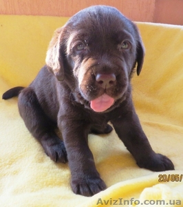 Очаровательный шоколадный лабромалыш #1102581