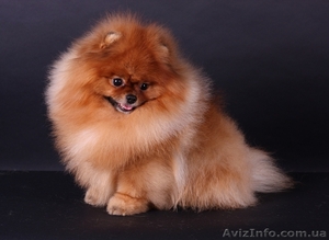   шпиц  померанский #1098750