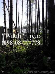 Удаление деревьев: валка деревьев,  резка деревьев #1101201