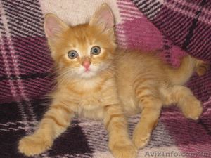 Три рыжих мальчика ищут дом!!!  #1106512