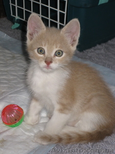 Мальчик Персик в хорошие руки!  #1106595