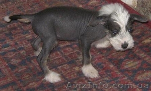 Китайская Хохлатая щенки  #1105394