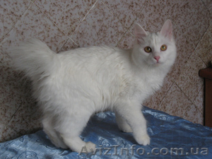 Курильский бобтейл - котята #1106824