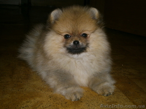 Померанский шпиц,  щенки-мишки КСУ #1100062