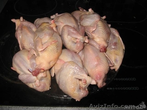 Перепелиная   ферма #1101107