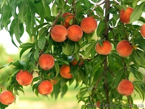 Персик Оптом от производителя #1107716