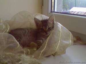 отдам котенка в добрые руки бесплатно #905404