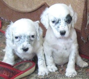 щенки английского сеттера #1099928