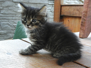 Котята на выбор: один из трех #1107516