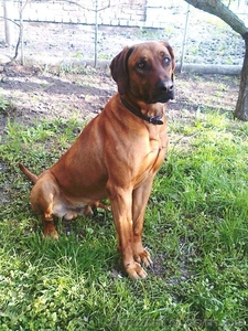 Родезийский риджбек. Продам собаку. #1103838