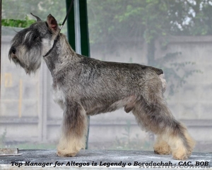 Цвергшнауцер,  щенки из профессионального питомника #1108836