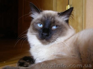 зоогостиница киев борщаговка недорого #1100923