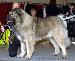 Отличные щенки. #1114946