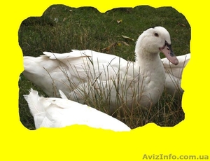 «Мулард Україна» реалізує підрощених каченят різних кросів з Франції. #1120507