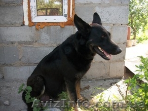 Продам срочно месячных щенят немецкой овчарки. #1122713