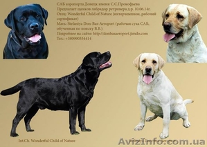 Щенки лабрадор ретривера #1118595