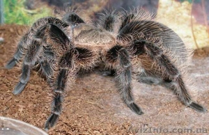 Брахипельма альбопилозум #1116958