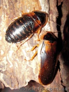 Аргентинского таракана  #1124059