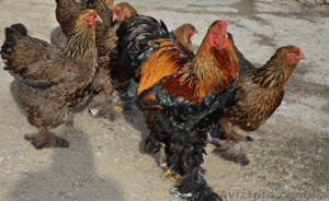 Кури Брама ,  циплята #1122176