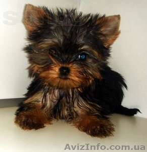  Супер-щенки йоркширского терьера #1089394