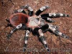 Brachypelma vagans  #1116967
