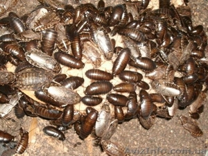 Nauphoeta cinerea #1116498