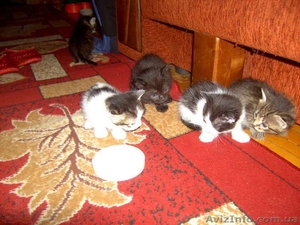 Котята очень ласковой домашней кошки. #1120090