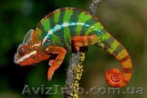Пантеровый хамелеон (Furcifer pardalis) #1124050