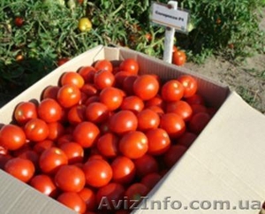 Продам Помидоры опт.. с поля.. Солероссо .. средний  #1121573