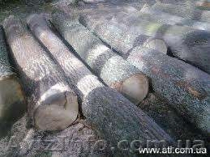  Куплю кругляк ясеня І-ІІ сорт #1115343