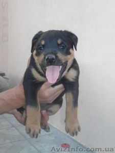 Ротвейлер щенок девочка #1120050