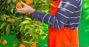 Работа в Испании.Сбор цитрусовых. #1125277