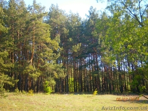 Продам 4 участка в сосновом лесу по 20 сот в с. Зозули,  Васильковский район #1118074