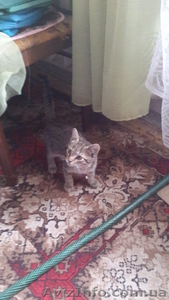 Отдам даром котенка в добрые руки #1113606