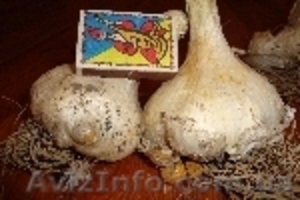 чеснок рокамболь #1116488