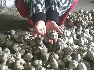 продам   крупный   чеснок    урожая    этого    года #1122020