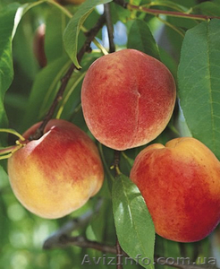Персик напрямую из Сада  #1116347