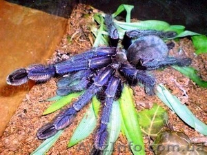 Лампропельма виолацеопес  #1116971