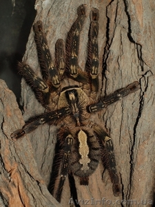 Поэцилотерия орната  #1116977