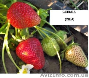 Саженцы сортовой клубники Монтерей, Сельва с закрытой корневой системой #1115765