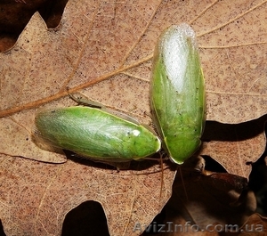 Банановый таракан (Panchlora nivea) #1124057