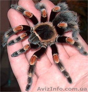 Brachypelma smithi #1116962