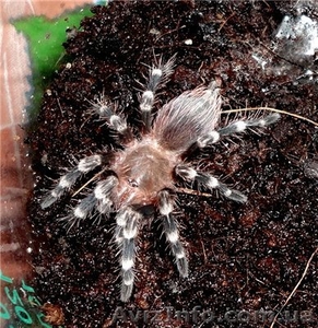 нандуколоратовилозус  #1116984